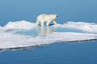Norway, Svalbard. Polar bear on ice floe  in Arctic Ocean. Coastal Print